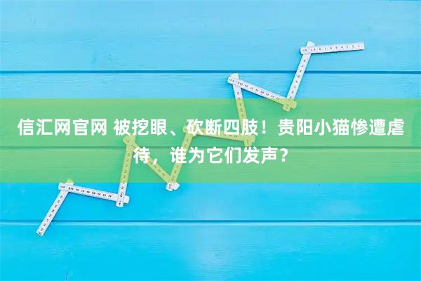 信汇网官网 被挖眼、砍断四肢！贵阳小猫惨遭虐待，谁为它们发声？